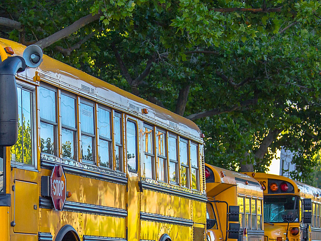 Row of vibrant yellow school buses parked under lush green trees, creating a cheerful and inviting atmosphere.