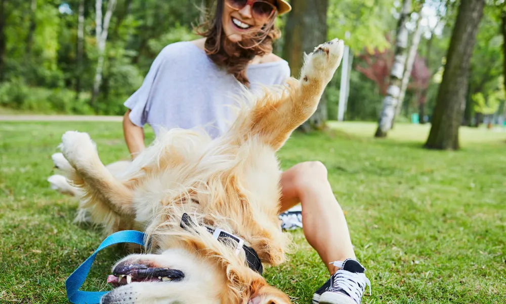 woman playing with dog on grass on sunny day
