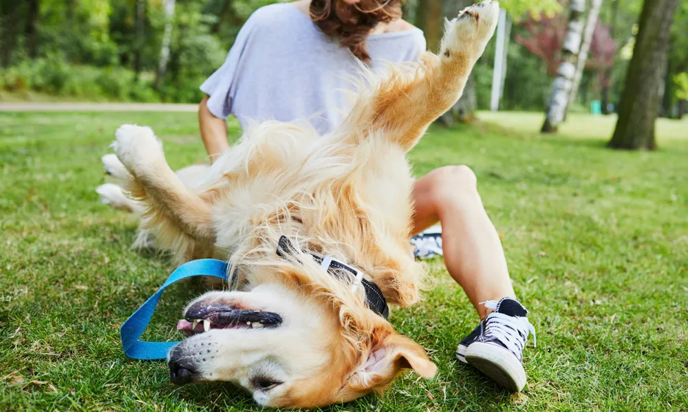 woman playing with dog in grass on sunny day