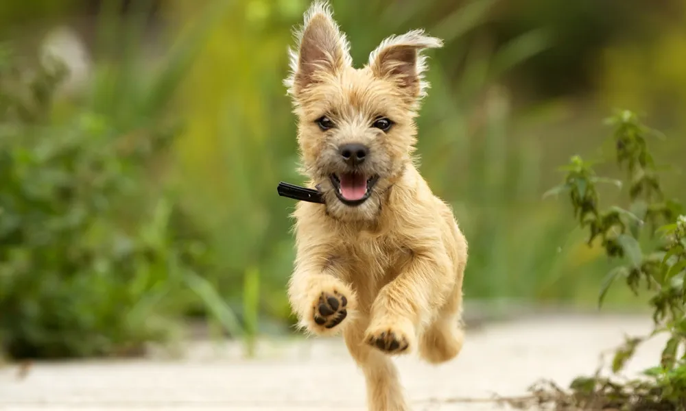 small dog running outdoors in daytime