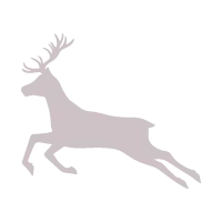 Deer graphic