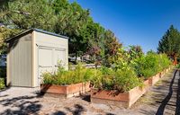 Charming outdoor garden with lush raised planter boxes and a quaint storage shed, basking under a clear blue sky.