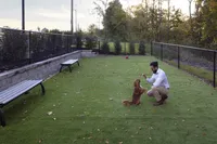 Man training a small brown dog in a fenced dog park with artificial grass, benches, and trees.