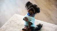 The Reserve is a pet-friendly community, with no weight or breed restrictions for dogs.