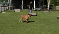 Let them run, jump, and play—our fenced-in dog park with agility equipment is built for tail wags and off-leash fun.
