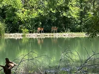 Deer 001