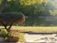 Ducks