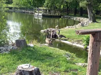 Ducks
