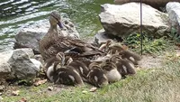 Ducks