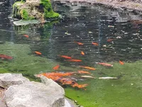 Koi pond