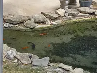 Koi pond