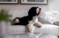 Experience the warmth and comfort of this pet-friendly living space, perfect for relaxation.