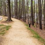 Serene forest pathway lined with tall trees, perfect for afternoon strolls and nature retreats.