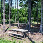 Serene outdoor setting with a charming picnic table nestled among tall pine trees, perfect for relaxation and enjoying nature.