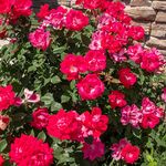 Vibrant garden display with radiant pink roses blooming against a rustic stone wall, showcasing a picturesque and colorful outdoor scene.