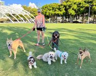 Joyful scene of a woman confidently walking six cheerful dogs in a vibrant, sunlit park with lush green grass and a striking architectural backdrop.