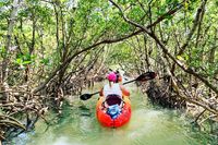 Scenic mangrove kayak adventure with a bright red kayak navigating through lush green canopy, offering a peaceful escape in nature.