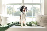 Bright and cozy window nook with a friendly dog basking in natural light, surrounded by soft pillows and a vibrant green blanket.
