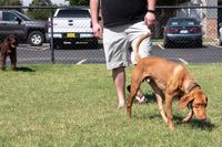 Bring Your Dog to the Off Leash, Fenced Pet Park with Obstacles