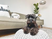 black scottish terrier sitting on a cushion in front of a grey couch with a lamp and plant in the background