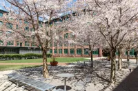 Outdoor patio area with trees in blossom at Watch Factory Lofts apartments in Waltham, MA.. | Watch Factory Lofts | Watch Factory Lofts Apartments
