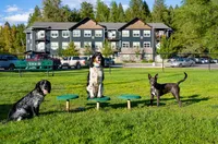 Three happy dogs playing in a grassy dog park with modern apartment buildings in the background.