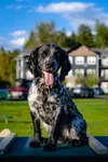 Charming dog enjoying the sunshine in a pet-friendly apartment community with lush greenery.