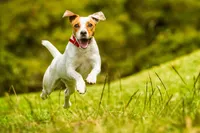 Pet Friendly Living!