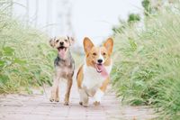 dog friendly
