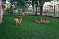 PearlWashington_barkpark-1