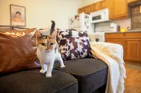 Pet Friendly Community | Westwood Village