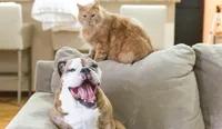 Pet Friendly Apartments | Woodland Reserve