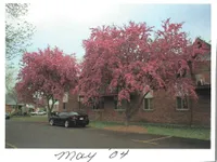 Charming apartment building adorned with vibrant pink flowering trees, creating a welcoming and picturesque atmosphere.