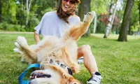 woman playing with dog on grass on sunny day