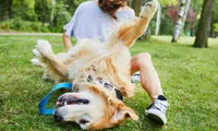 woman playing with dog in grass on sunny day