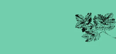 Artistic illustration of parsley leaves sketched on a vibrant green background, ideal for fresh culinary inspiration.