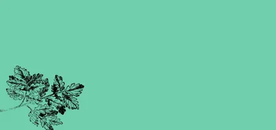 Elegant illustration of detailed oak leaves on a refreshing teal background, perfect for natural and serene decor inspiration.