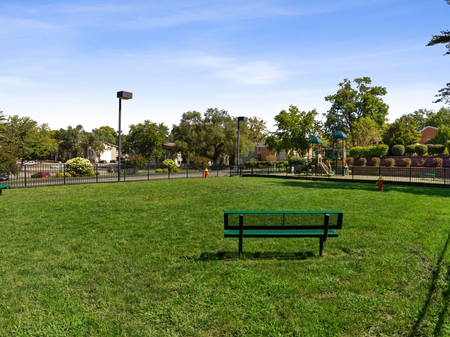 Dog Park