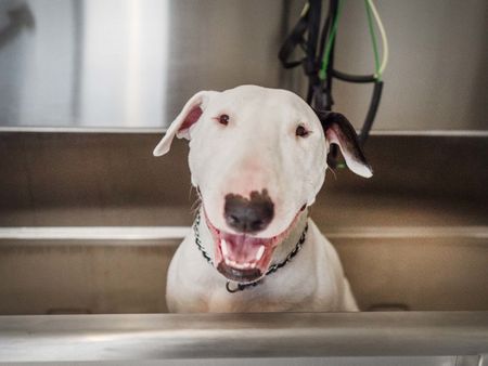 Apartments in Portland Oregon with pets