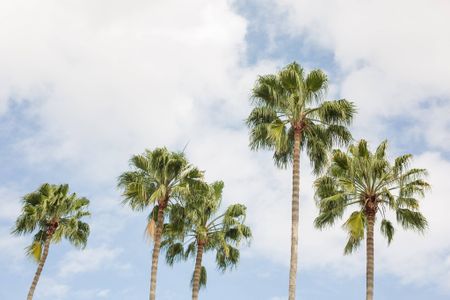 Palm trees near our student living apartments for rent in Orlando, FL, featuring blue sky in the background.