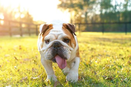 Bulldog with tongue sticking out running in grass at a park.