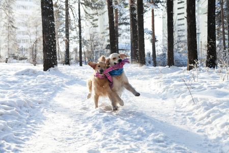 Dogs Playing in Snow