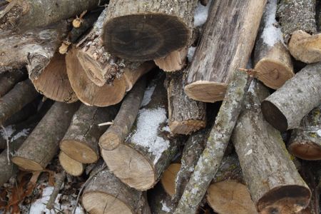 Snowy Wood Pile