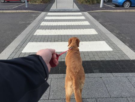 Walking Dog