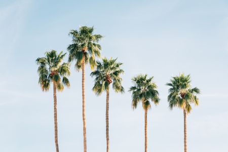 Palm trees with a blue sky background