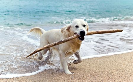 A golden retriever dog holding a stick in it's mouth walking through the water on a beach