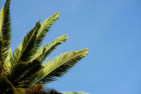 palm tree top on blue sky