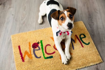 dog on welcome mat
