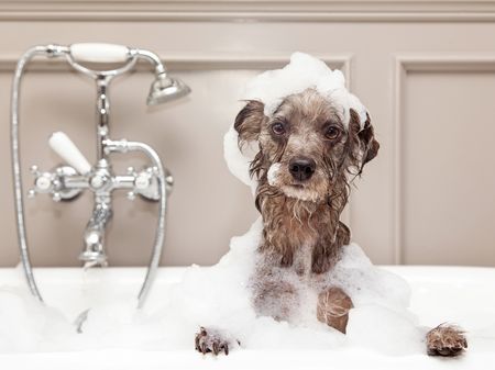 Dog getting bath in tub