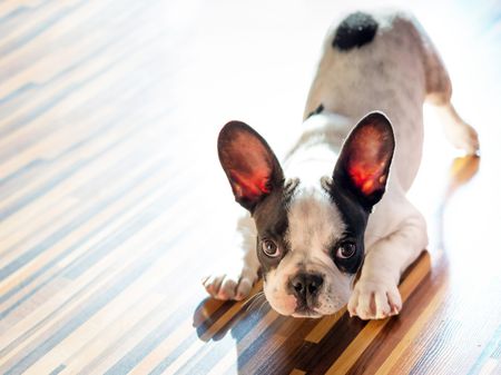 Dog Playing